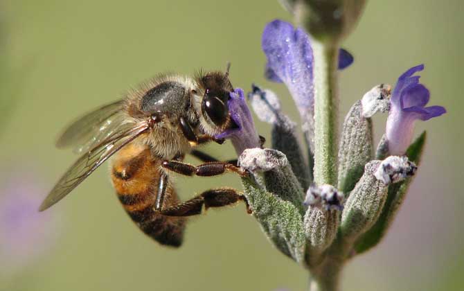 蜜蜂一般多少錢一箱? 蜜蜂多少錢一箱