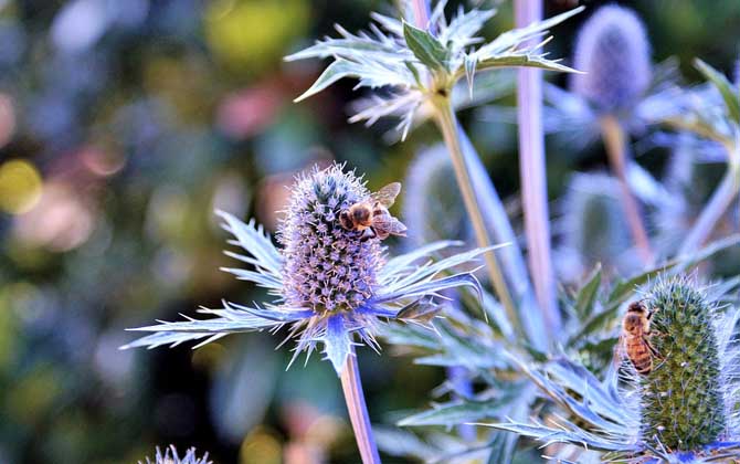 「基礎篇」蜂群的組成及分工 蜜蜂