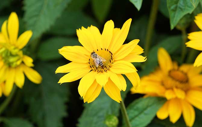 蜜蜂的生長和發育過程 蜜蜂
