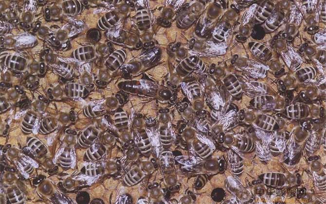 蜜蜂的種類大全及優缺點 高加索蜂