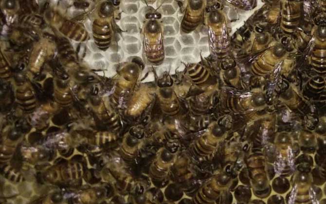 養蜂如何解除分蜂熱? 解除分蜂熱