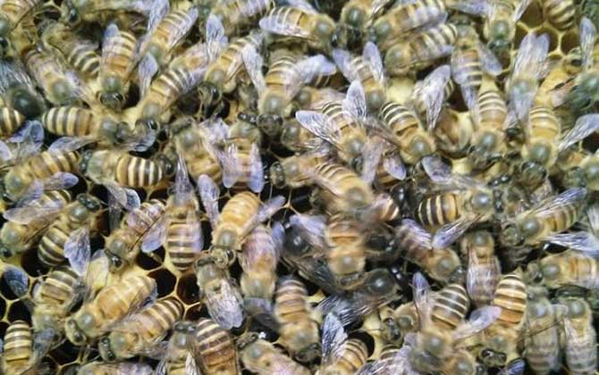 盜蜂是怎么形成的? 盜蜂