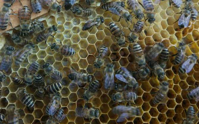 盜蜂是怎么形成的? 盜蜂