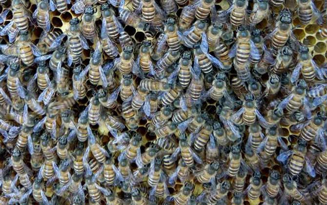 工蜂產卵的處理方法 工蜂產卵