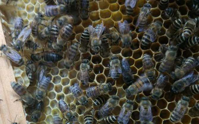 工蜂為什么會產卵? 工蜂產卵