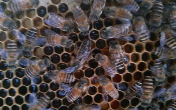 蜜蜂為什么會圍王? 蜜蜂圍王