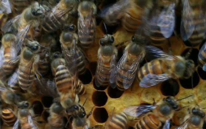 蜜蜂什么時(shí)候開始春繁? 蜜蜂春繁