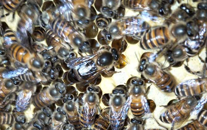 蜜蜂什么時(shí)候開始春繁? 蜜蜂春繁