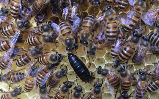 蜜蜂春季怎么繁殖最快? 蜜蜂春季繁殖