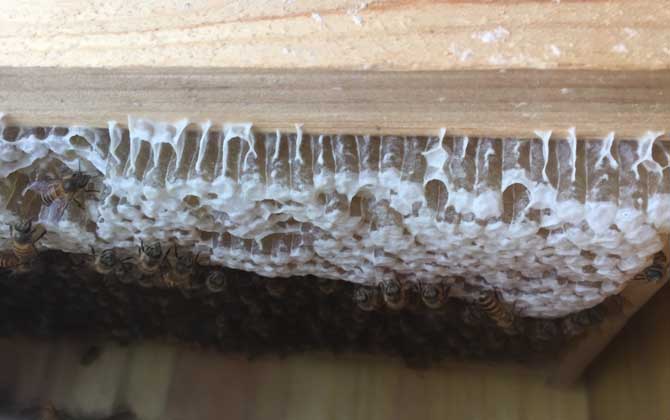 蜜蜂冬天是怎么過冬的? 蜜蜂過冬