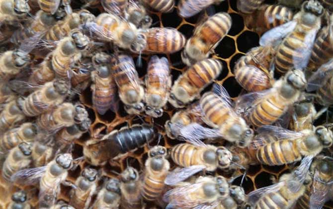 蜜蜂怎么獎(jiǎng)勵(lì)飼喂? 獎(jiǎng)勵(lì)飼喂