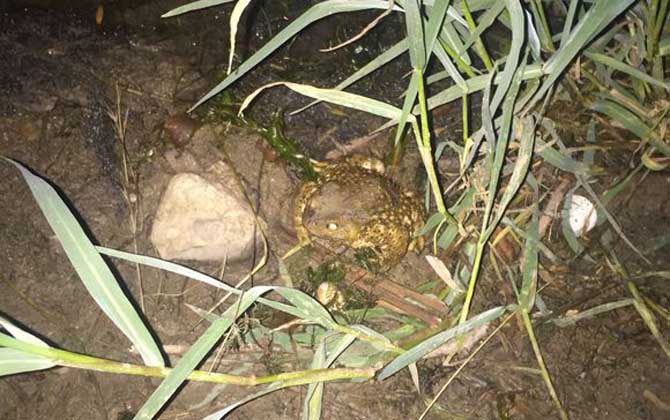 養蜜蜂怎么防止蟾蜍? 蟾蜍