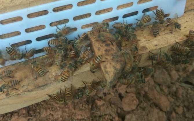 養蜜蜂怎么防止螞蟻? 養蜂防止螞蟻
