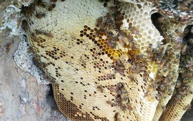 蜜蜂窩是什么做成的? 蜜蜂窩