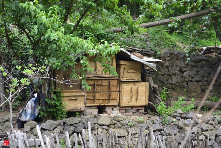 81歲老人養(yǎng)蜂半世紀，自創(chuàng)多種養(yǎng)蜂工具，怕蜜蜂丟失樹下睡3個月