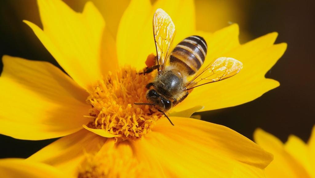 第一次養(yǎng)蜜蜂怎么養(yǎng)(新手如何養(yǎng)蜜蜂方法) 第一次養(yǎng)蜜蜂怎么養(yǎng)(新手如何養(yǎng)蜜蜂方法)