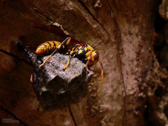 胡蜂吃黃粉蟲嗎(胡蜂吃什么食物) 胡蜂吃黃粉蟲嗎(胡蜂吃什么食物)