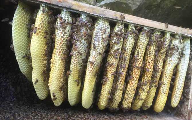 蜜蜂蜂巢是怎樣建出來的(蜂巢是怎么筑成的) 蜜蜂蜂巢是怎樣建出來的(蜂巢是怎么筑成的)