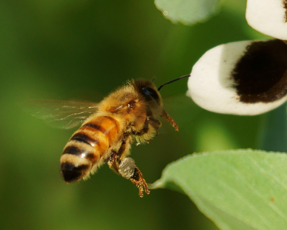 狗屎蜂毒性大嗎(被蜜蜂蟄了怎么辦) 狗屎蜂毒性大嗎(被蜜蜂蟄了怎么辦)