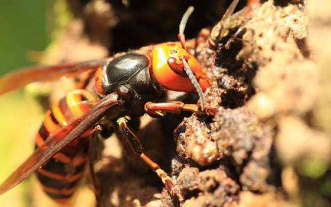 日本大黃蜂 日本大黃蜂