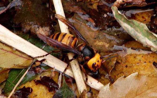 日本大黃蜂的毒性強嗎（中國有日本大黃蜂嗎）