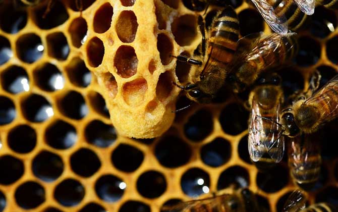 新手養蜂怎樣起王臺?(怎樣讓蜜蜂自己起王臺) 新手養蜂怎樣起王臺?(怎樣讓蜜蜂自己起王臺)