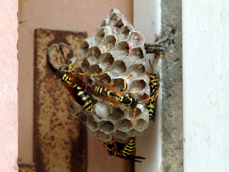 養(yǎng)殖馬蜂應具備哪些條件（馬蜂人工飼養(yǎng)技術）