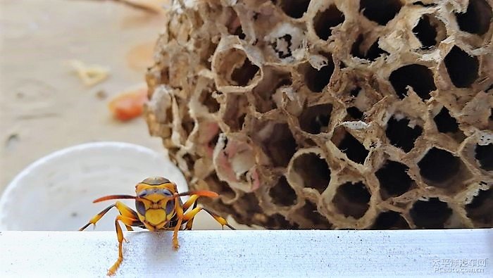 養(yǎng)殖馬蜂應具備哪些條件（馬蜂人工飼養(yǎng)技術）