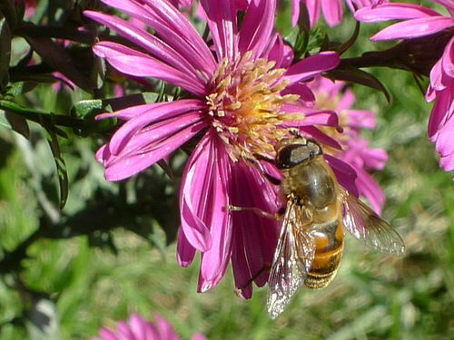 想養(yǎng)蜂從這些基礎(chǔ)做起（新手養(yǎng)蜂入門及注意事項）