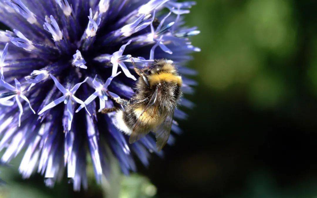 想養(yǎng)蜂從這些基礎(chǔ)做起（新手養(yǎng)蜂入門及注意事項）