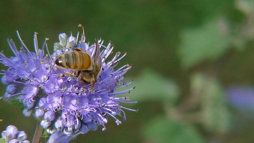 想養(yǎng)蜂從這些基礎(chǔ)做起（新手養(yǎng)蜂入門及注意事項）