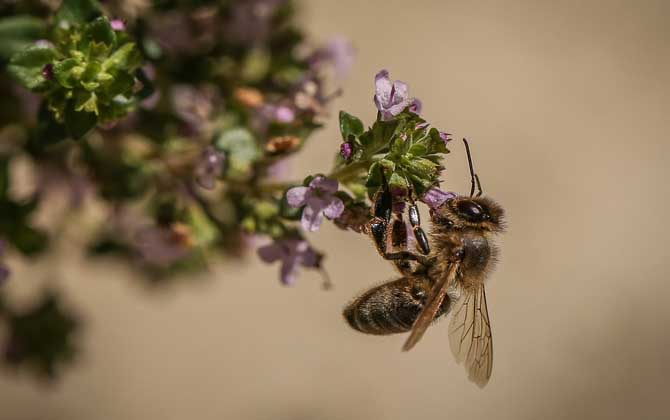 最毒的蜜蜂是哪種(世界上排名前十名的最毒的蜂) 最毒的蜜蜂是哪種(世界上排名前十名的最毒的蜂)