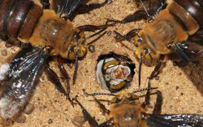 最毒的蜜蜂是哪種(世界上排名前十名的最毒的蜂) 最毒的蜜蜂是哪種(世界上排名前十名的最毒的蜂)