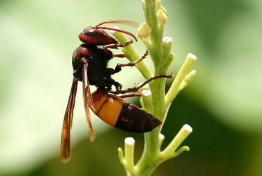 黃蜂是益蟲還是害蟲（黃蜂對農(nóng)業(yè)生產(chǎn)有益還是有害）
