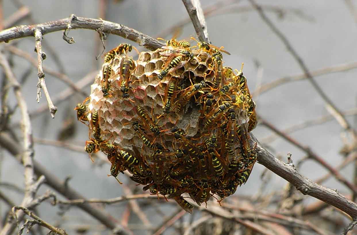 馬蜂窩價(jià)格多少錢一斤？