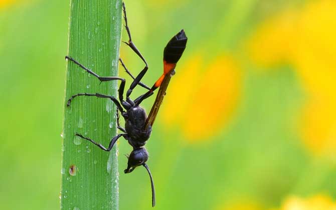 細腰蜂是蜜蜂嗎
