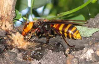 胡蜂離開蜂巢能活多長時(shí)間（胡蜂離開了蜂巢還能活多久）