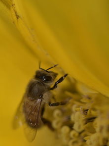尿酸高的可以吃蜂蛹嗎(痛風能吃蜂蛹么) 尿酸高的可以吃蜂蛹嗎(痛風能吃蜂蛹么)
