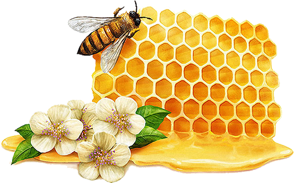 蜜蜂蜂巢泡酒的功效(蜂巢泡酒的功效與作用) 蜜蜂蜂巢泡酒的功效(蜂巢泡酒的功效與作用)