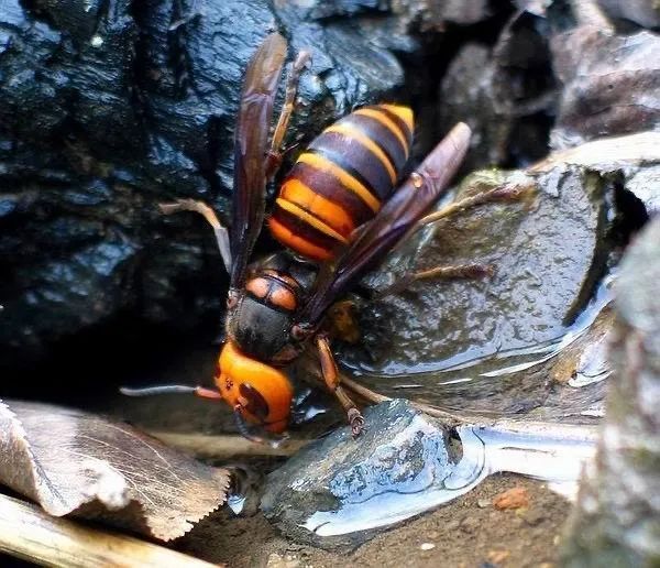 胡蜂防治方法有哪些(胡蜂的特性及防治方法) 胡蜂防治方法有哪些(胡蜂的特性及防治方法)