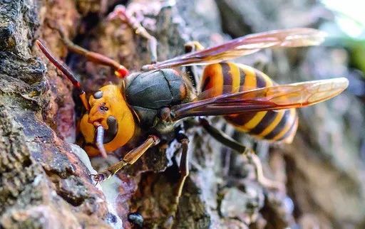 胡蜂防治方法有哪些(胡蜂的特性及防治方法) 胡蜂防治方法有哪些(胡蜂的特性及防治方法)
