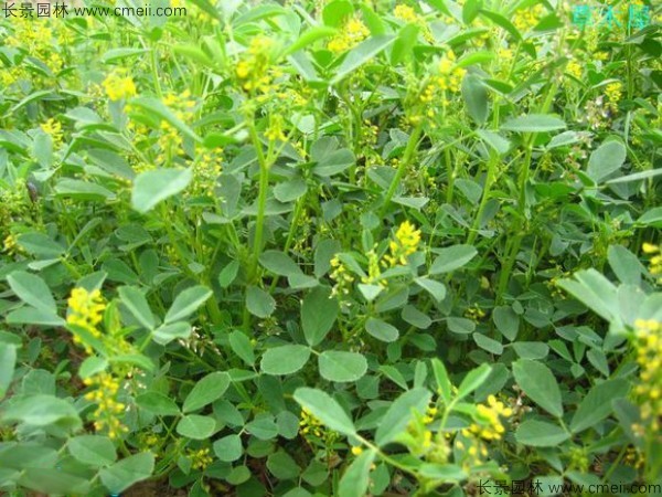 蜜源植物的種類及花期大全(十九種主要蜜源植物分布及花期) 蜜源植物的種類及花期大全(十九種主要蜜源植物分布及花期)