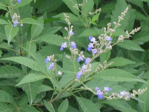 蜜源植物的種類及花期大全(十九種主要蜜源植物分布及花期) 蜜源植物的種類及花期大全(十九種主要蜜源植物分布及花期)
