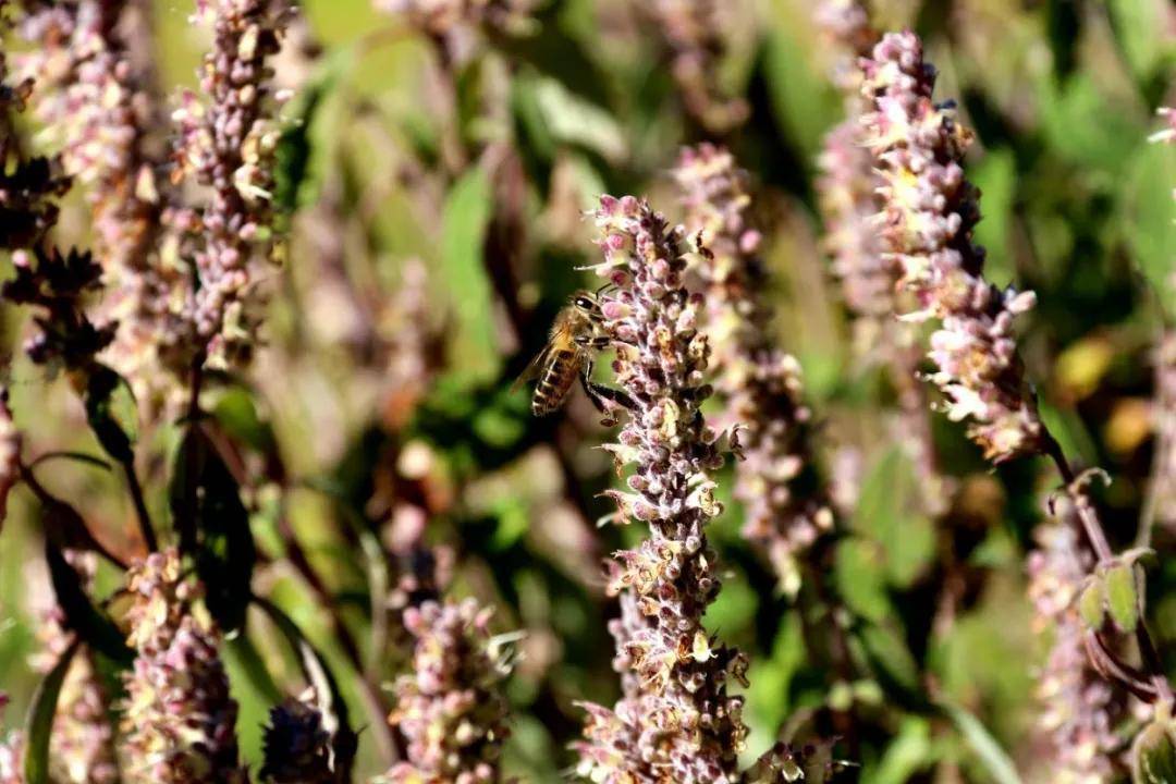 蜜源植物的種類及花期大全(十九種主要蜜源植物分布及花期) 蜜源植物的種類及花期大全(十九種主要蜜源植物分布及花期)