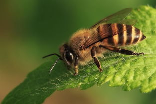吃蜂蛹過敏怎么辦(常見的急救方法) 吃蜂蛹過敏怎么辦(常見的急救方法)