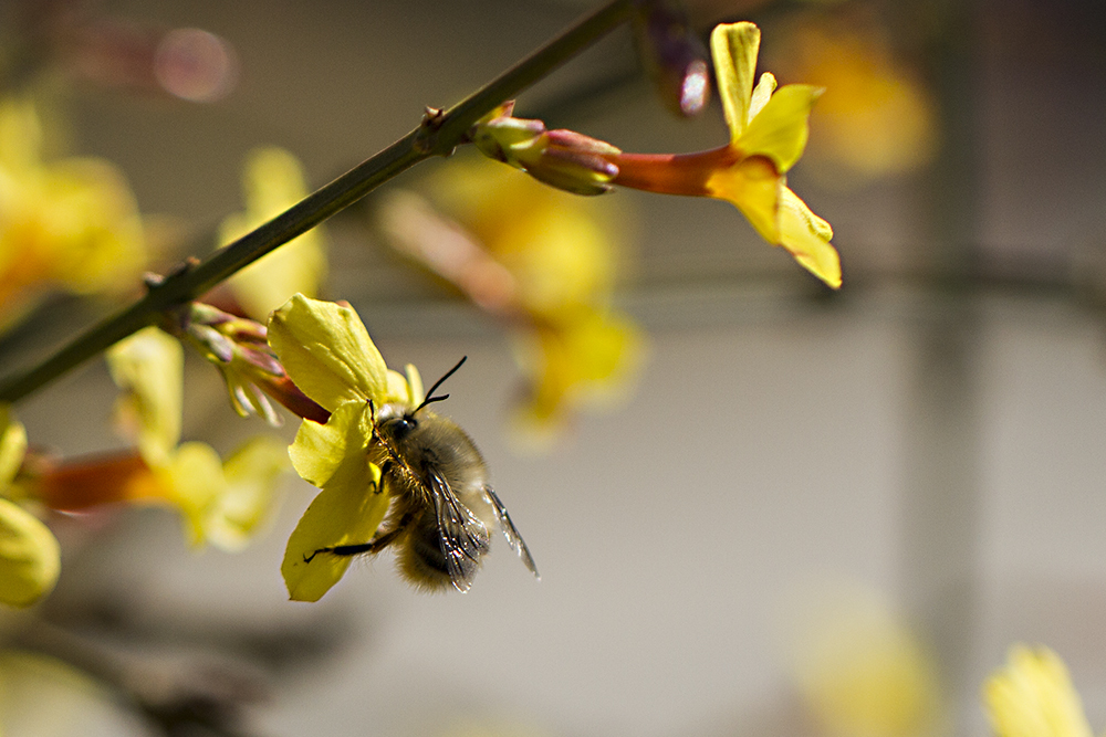 新手養蜂什么時候建蜂場最合適(養蜂需要什么樣的場地) 新手養蜂什么時候建蜂場最合適(養蜂需要什么樣的場地)