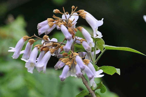 泡桐的拼音讀和組詞(泡桐拼音的正確讀法) 泡桐的拼音讀和組詞(泡桐拼音的正確讀法)