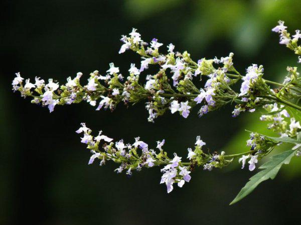 我國常見的蜜源樹種有哪些(什么樹蜜源最好) 我國常見的蜜源樹種有哪些(什么樹蜜源最好)