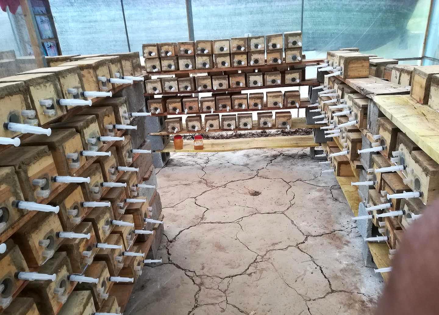 胡蜂養殖市場分析（學點皮毛輕松掌握胡蜂養殖技術）