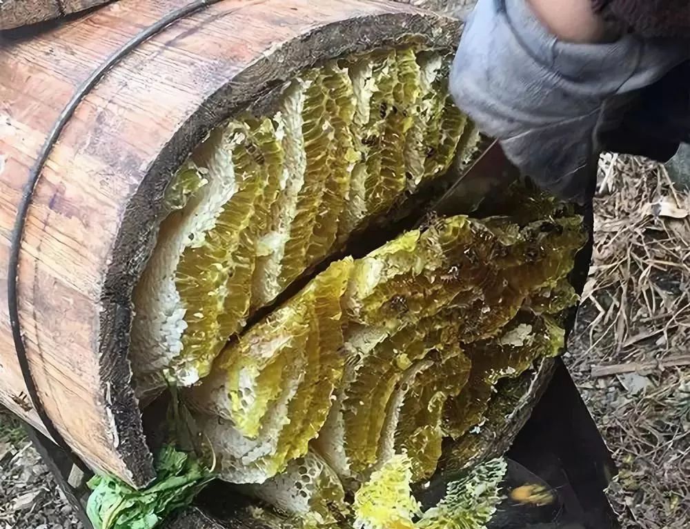 土養中蜂如何取蜜(中蜂土養取蜜方法) 土養中蜂如何取蜜(中蜂土養取蜜方法)